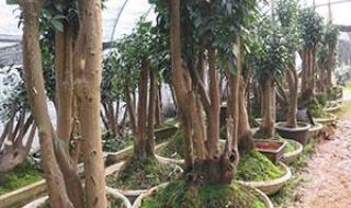 油茶树嫁接茶花 油茶树嫁接茶花