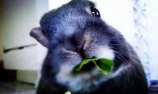 养宠物兔子 养宠物兔子