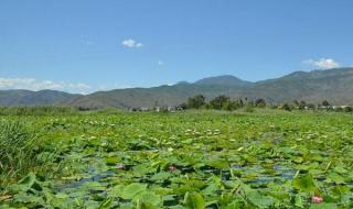 芙蓉出水dj 芙蓉出水dj