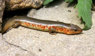 中国石龙子 中国石龙子