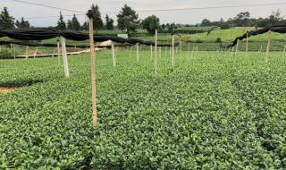 乌龙茶的价格 乌龙茶的价格