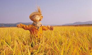 黑龙江玉米最新价格