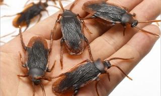 愚人节整人软件 愚人节整人软件