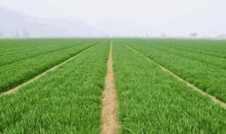 新小麦多少钱一斤 新小麦多少钱一斤